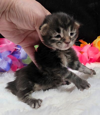 Porter green collar black smoke Maine Coon kitten photo 1