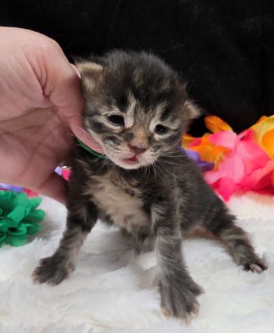 Porter green collar black smoke Maine Coon kitten photo 2