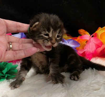 Porter green collar black smoke Maine Coon kitten photo 3