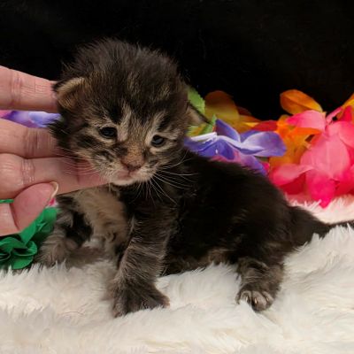 Porter green collar black smoke Maine Coon kitten photo 4