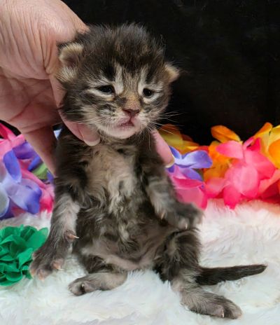 Porter green collar black smoke Maine Coon kitten photo 5