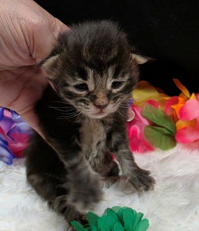 Porter green collar black smoke Maine Coon kitten photo 6