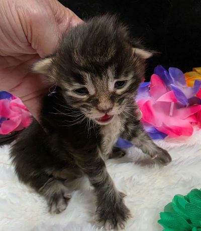 Porter green collar black smoke Maine Coon kitten photo 7