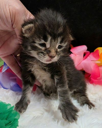 Porter green collar black smoke Maine Coon kitten photo 8