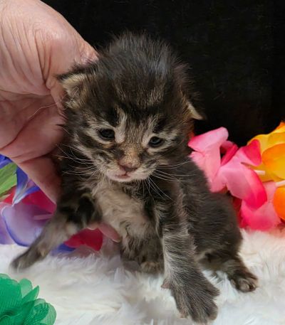 Porter green collar black smoke Maine Coon Kitten Photo 9