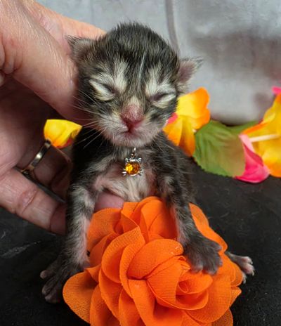 Applejack orange collar brown black classic Maine Coon kitten photo 1