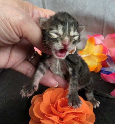 Applejack orange collar brown black classic Maine Coon kitten photo 10