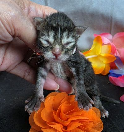 Applejack orange collar brown black classic Maine Coon kitten photo 11