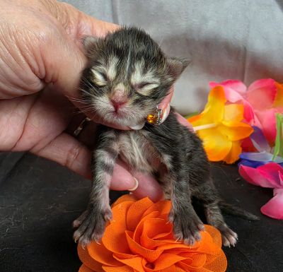 Applejack orange collar brown black classic Maine Coon kitten photo 12