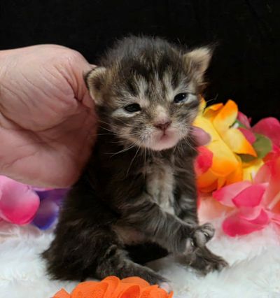Applejack orange collar brown black classic Maine Coon kitten photo 1