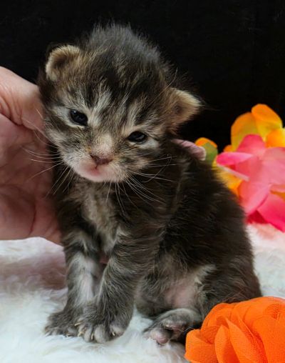 Applejack orange collar brown black classic Maine Coon kitten photo 2