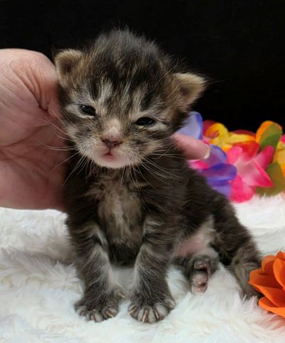 Applejack orange collar brown black classic Maine Coon kitten photo 3