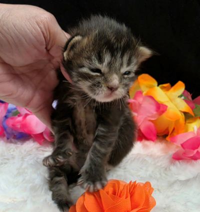 Applejack orange collar brown black classic Maine Coon kitten photo 4