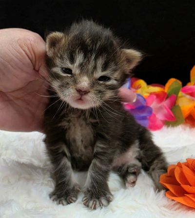 Applejack orange collar brown black classic Maine Coon kitten photo 5