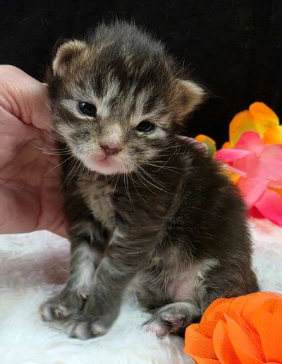 Applejack orange collar brown black classic Maine Coon kitten photo 6