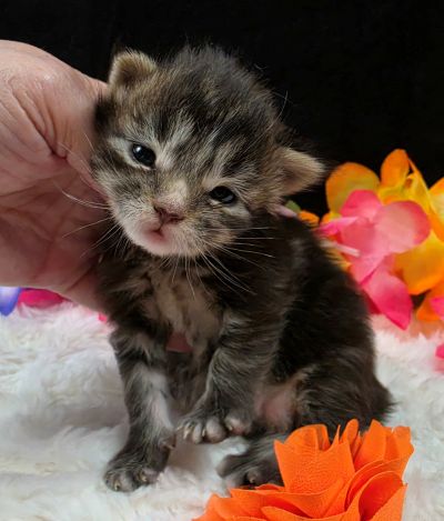 Applejack orange collar brown black classic Maine Coon kitten photo 7