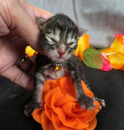 Applejack orange collar brown black classic Maine Coon kitten photo 2