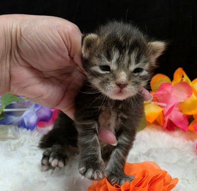 Applejack orange collar brown black classic Maine Coon kitten photo 8