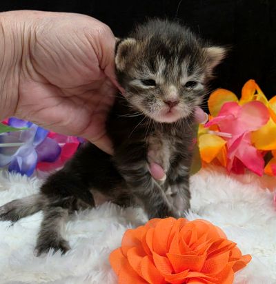 Applejack orange collar brown black classic Maine Coon kitten photo 9