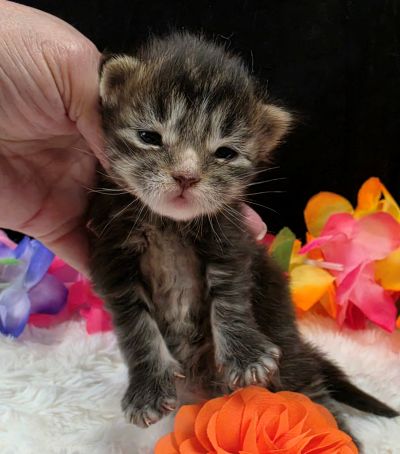 Applejack orange collar brown black classic Maine Coon kitten photo 10