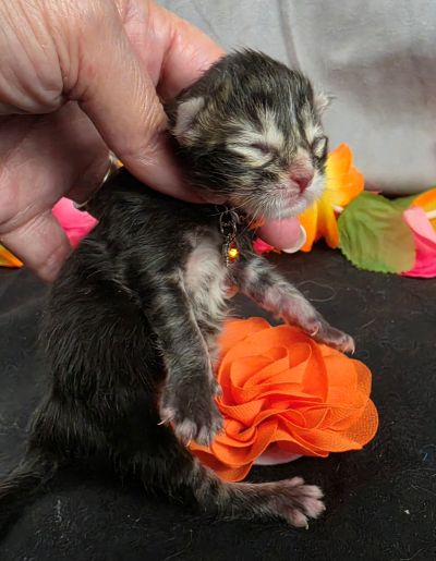 Applejack orange collar brown black classic Maine Coon kitten photo 3