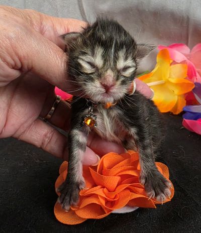 Applejack orange collar brown black classic Maine Coon kitten photo 4