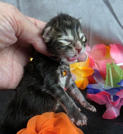 Applejack orange collar brown black classic Maine Coon kitten photo 5