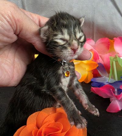 Applejack orange collar brown black classic Maine Coon kitten photo 7