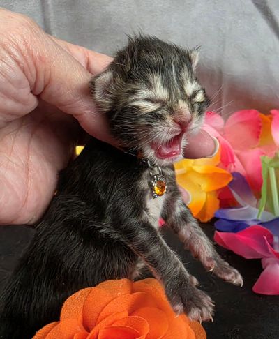 Applejack orange collar brown black classic Maine Coon kitten photo 8
