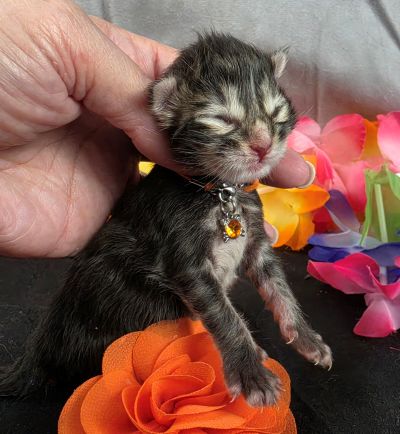 Applejack orange collar brown black classic Maine Coon kitten photo 9
