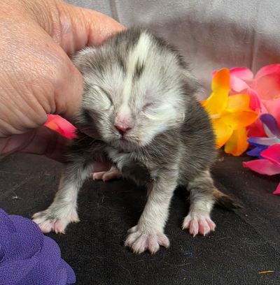 Sable purple collar black classic shaded torbie Maine Coon kitten photo 1