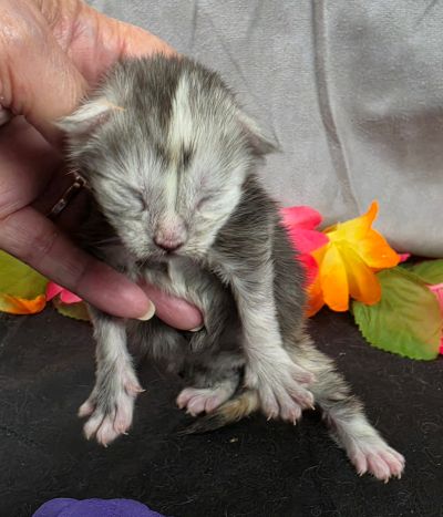 Sable purple collar black classic shaded torbie Maine Coon kitten photo 10