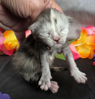 Sable purple collar black classic shaded torbie Maine Coon kitten photo 11