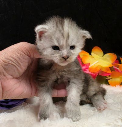 Sable purple collar black classic shaded torbie Maine Coon kitten photo 1