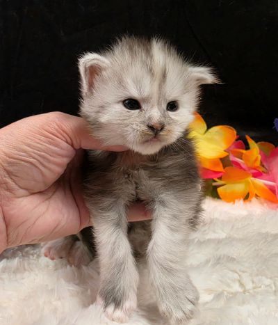 Sable purple collar black classic shaded torbie Maine Coon kitten photo 2