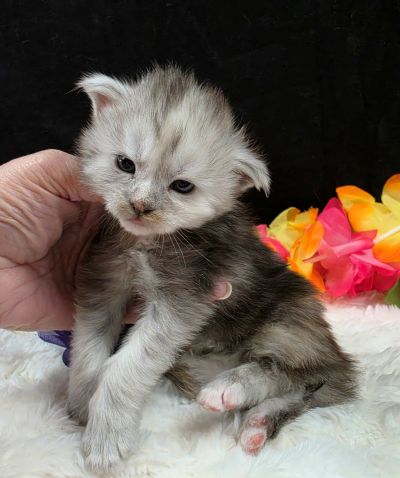 Sable purple collar black classic shaded torbie Maine Coon kitten photo 3