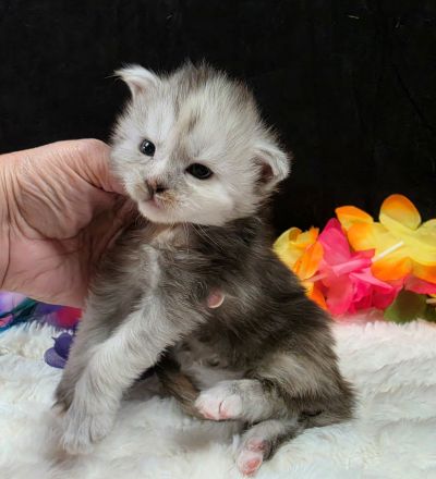 Sable purple collar black classic shaded torbie Maine Coon kitten photo 4