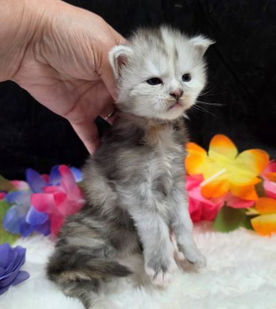 Sable purple collar black classic shaded torbie Maine Coon kitten photo 5