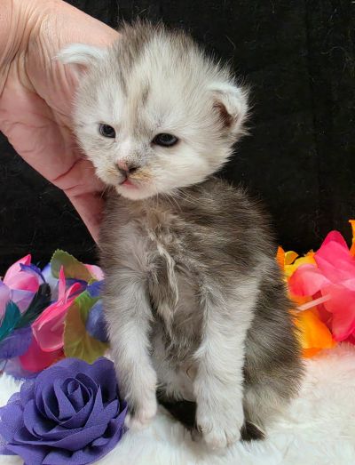 Sable purple collar black classic shaded torbie Maine Coon kitten photo 6