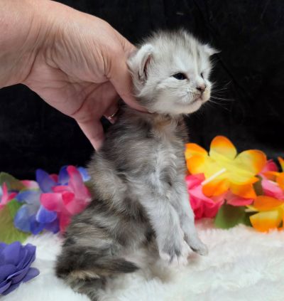Sable purple collar black classic shaded torbie Maine Coon kitten photo 7