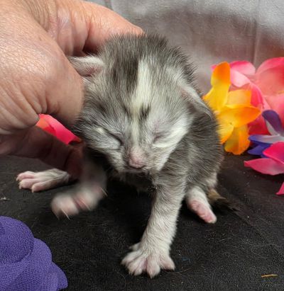 Sable purple collar black classic shaded torbie Maine Coon kitten photo 2
