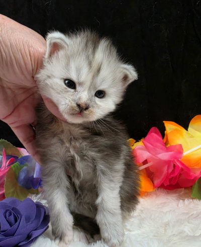 Sable purple collar black classic shaded torbie Maine Coon kitten photo 8