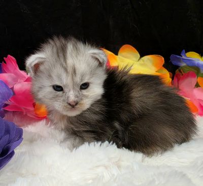 Sable purple collar black classic shaded torbie Maine Coon kitten photo 9