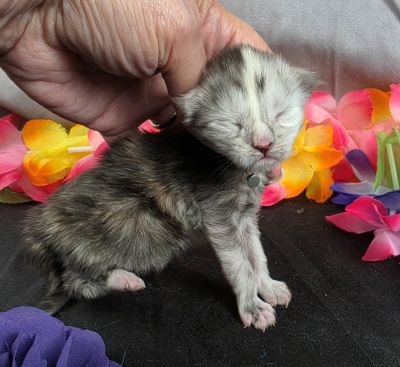 Sable purple collar black classic shaded torbie Maine Coon kitten photo 3