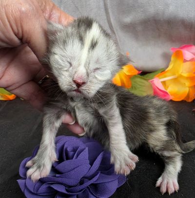 Sable purple collar black classic shaded torbie Maine Coon kitten photo 4