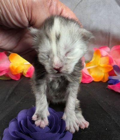 Sable purple collar black classic shaded torbie Maine Coon kitten photo 5