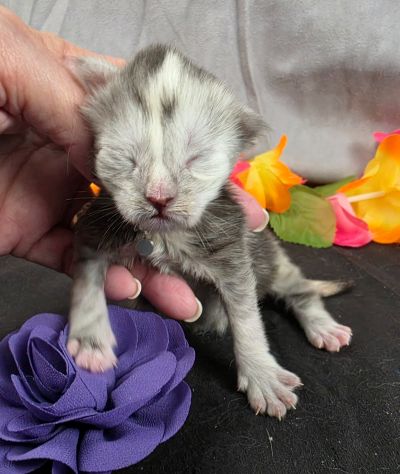 Sable purple collar black classic shaded torbie Maine Coon kitten photo 6