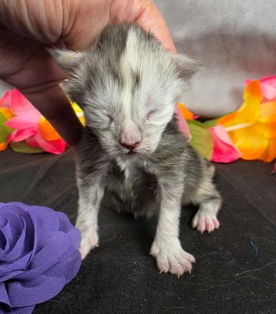 Sable purple collar black classic shaded torbie Maine Coon kitten photo 7