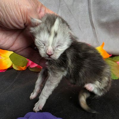 Sable purple collar black classic shaded torbie Maine Coon kitten photo 8