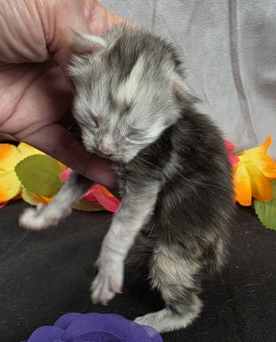 Sable purple collar black classic shaded torbie Maine Coon kitten photo 9